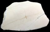 Jurassic Fossil Waterstrider (Propygolampis) - Germany #62648-1